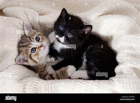 Cuddling Kittens Hi Res Stock Photography And Images Alamy