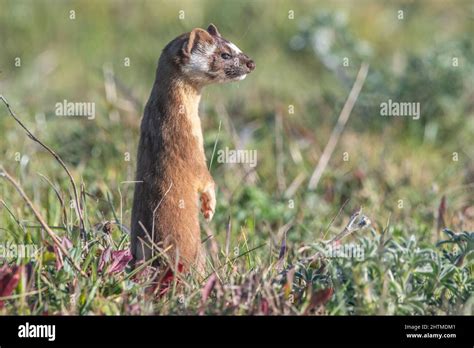 Long Tailed Weasel Mustela Frenata Hi Res Stock Photography And Images