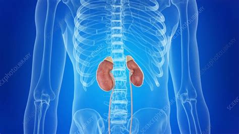 Human Kidneys Stock Video Clip K0081777 Science Photo Library