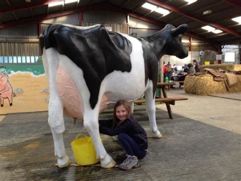 Fun Milking Cow Inside Barn Picture Of Thornton Hall Farm Country