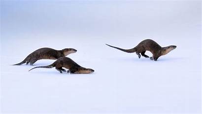 River Otters Getty Bing Istock Yellowstone National