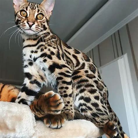 15 Bengal Cats Who Will Help You To Relax A Bit The Paws