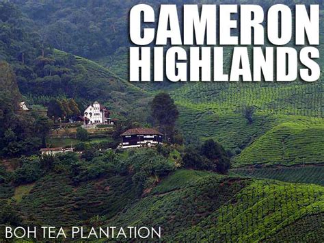 Boh tea plantations, cameron highlands. Malaysia: BOH Tea Plantation and more from Cameron ...