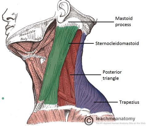 Anterior Triangle Of The Neck Head And Neck Anatomy P