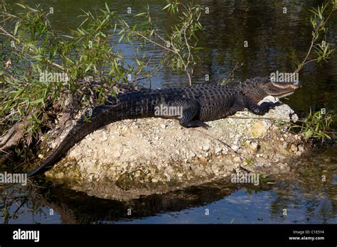 American Alligator Alligator Mississippiensis Basking In The Sun Near