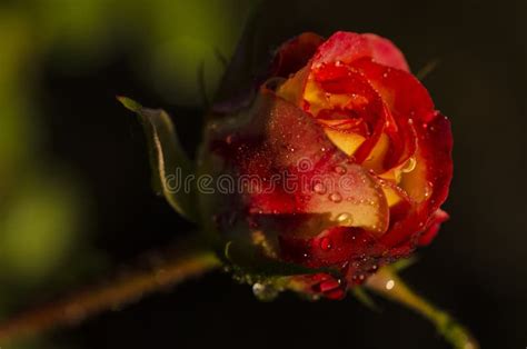 Scarlet Rose Bud In Dew Drops Stock Photo Image Of Bush Botanic
