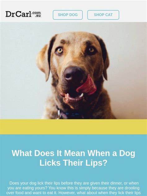 Dogs are a breed with many different traits and habits that humans don't have so it can be difficult to know why they may do a certain action first of all, thanks for the question zak. DrCarl PTY LTD: Always Wondered Why Your Dog Licks Their ...