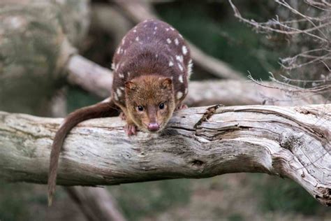 The Incredible Conservation Centre Protecting Tiger Quolls The Green Hub
