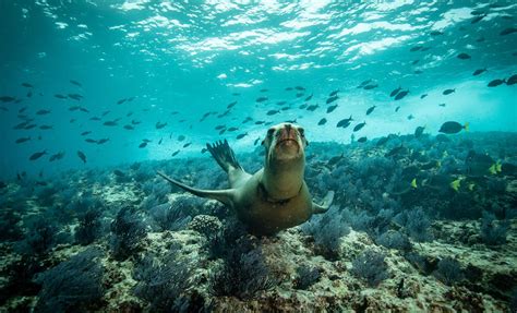 Snorkeling With Sea Lions Cruise Excursion From Puerto Madryn