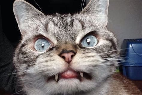 40 Scary And Funny Cat Pictures Tail And Fur