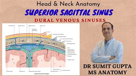 Superior Sagittal Sinus Features Tributaries Applied Anatomy