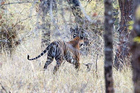 Bengal Tiger Hunting Bandhavgarh National Park India Flickr