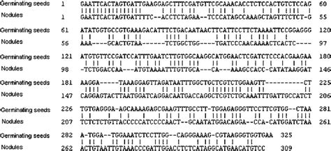 Blast Sequence Alignment Of The Phytase Cdna Amplified Sequences From