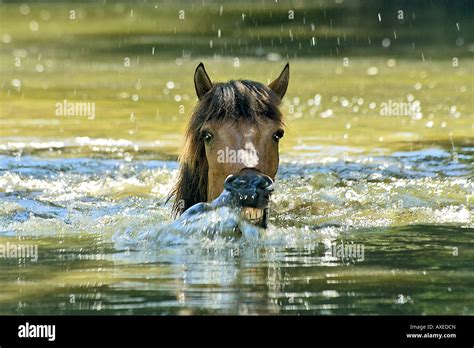 Icelandic Horse Swimming Stock Photo Alamy