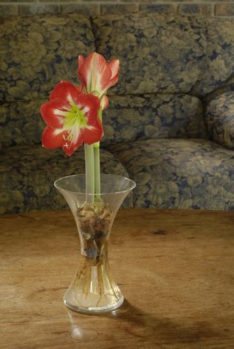 The leaves grow no more than 4.7 inches long, so you can fit more than one lily bulbs are hardy and thrive in a cold water or freshwater tank with goldfish and other similar species. Amaryllis on Water - Life is a Garden