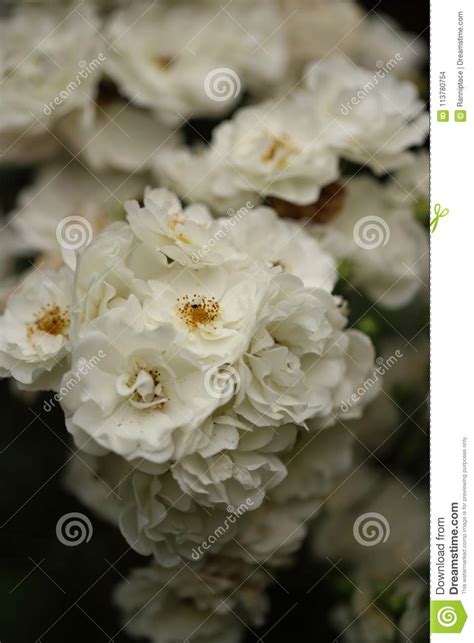 White Roses Blooming In The Garden Stock Photo Image Of Decoration