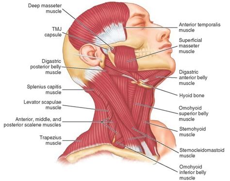 Anterior Head Neck Muscles Diagram Quizlet
