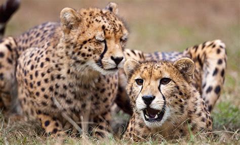 All About The Cheetah Behavior Seaworld Parks And Entertainment