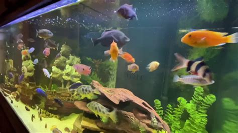 Colorful Cichlid Fish 210 Gallon Aquarium Youtube