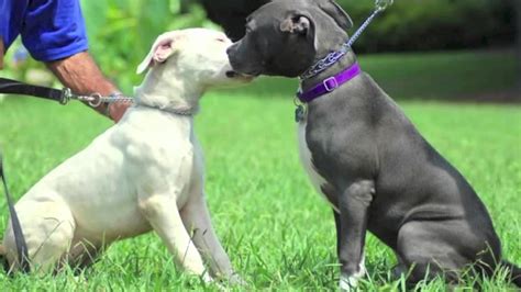 Pitbull's fourth compilation album, greatest hits, was released on december 1, 2017, and features two new recordings. Pitbull Puppy Befriends Dogo Argentino Puppy - YouTube