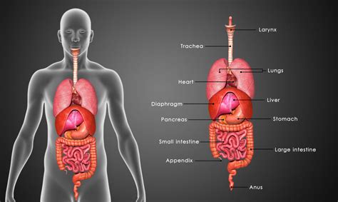 Then you will focus on how the stomach drenches all food in an extremely acid pool, attacking ingested bacteria and starting the digestion. Stomach: functions, diseases, stomach ache