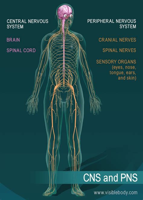 The brain is found in the cranial cavity, while the spinal cord is found in the vertebral column. Nervous System Overview