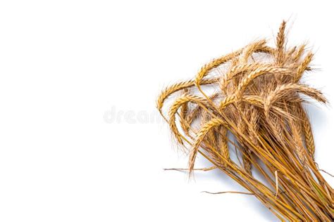 Wheat Raw Grain Whole Barley Harvest Wheat Sprouts Stock Photo