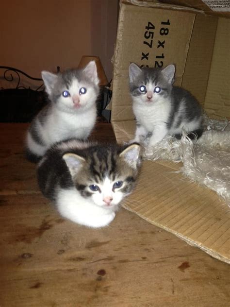 Grey And White Kittens For Sale Luton