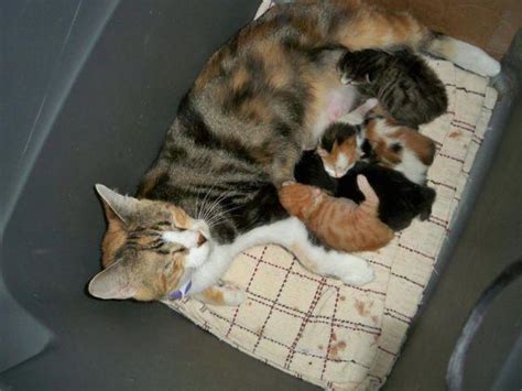 They are not overly demanding of your time or attention manx kittens for sale in arizona find more manx kittens for sale in these neighboring states: Manx Kittens Cute short tails for Sale in Lake San Marcos ...