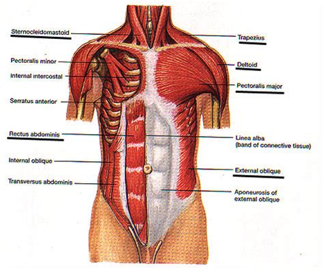 The abdominal wall is the wall enclosing the abdominal cavity that holds a bulk of gastrointestinal viscera. Abdominal Muscles - Human Anatomy