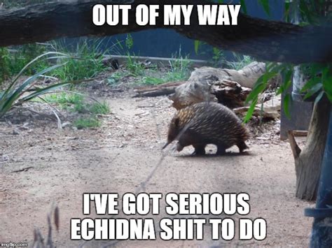 19 Very Funny Echidna Meme That Make You Laugh Memesboy