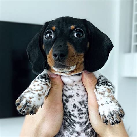 Este Adorable Perro Salchicha Bebé Tiene Manchas Como Un Dálmata
