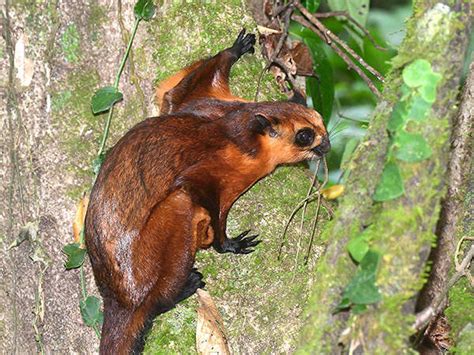 Red Giant Flying Squirrel Petaurista Petaurista