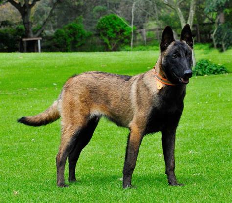 Belgian Malinois Belgian Malinois All About Malinois From Our Kennel