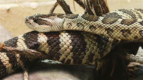 California Mom Sucks Venom Saves Son From Rattlesnake Bite