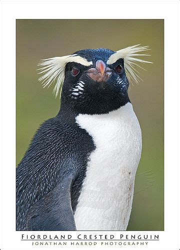 Fiordland Crested Penguin Rare New Zealand Bird That Lives Along