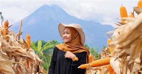 Ladang Jagung Di Jogja Ini Jadi Spot Foto Hits Di Media Sosial Jogja