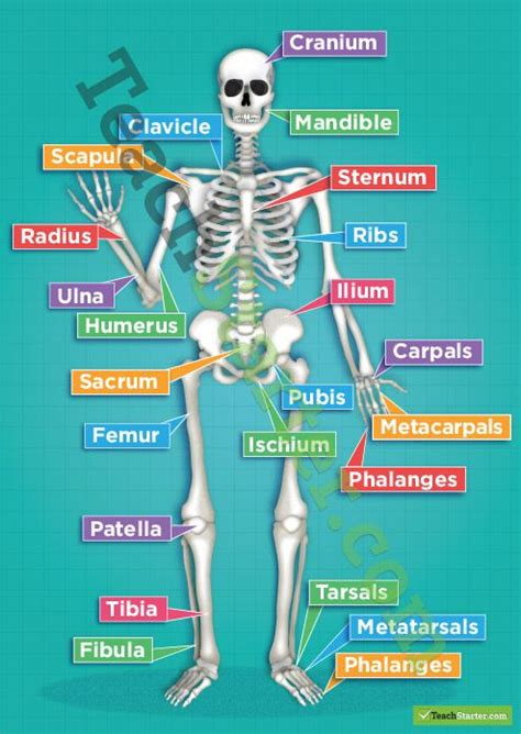 3d abdomen anatomical anatomy animated animation anterior black background cgi chest digital front human. Musculoskeletal System