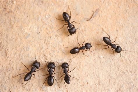 how to prevent an ant infestation in your home call contractor s best