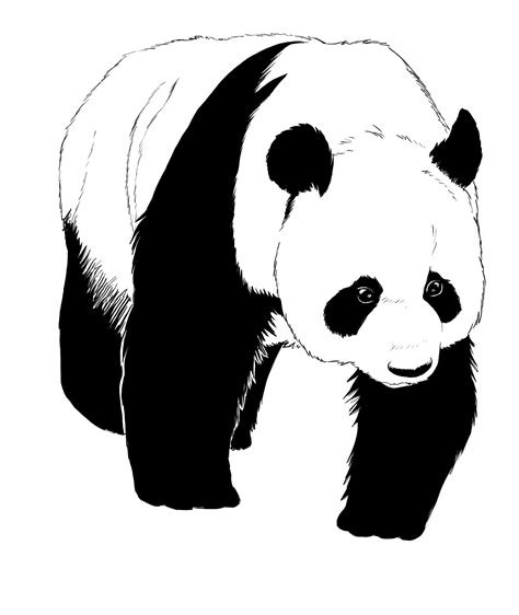 Comment Dessiner Un Panda Blog Dessindigo