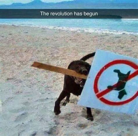 No Dogs On Beach Cute Funny Animals Funny Animal Memes Animal Memes
