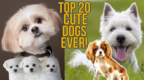 Top 20 Cutest Dog Breeds Ever Cuteness Level Infinity Youtube