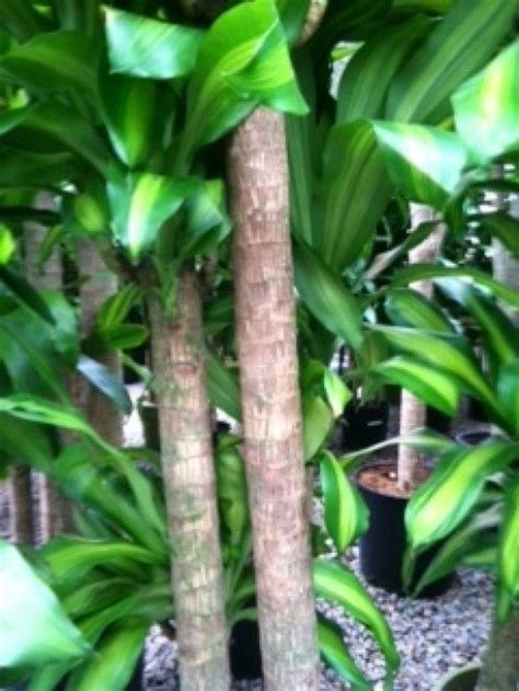 Most plantscape professionals and consumers prefer the more colorful variety dracaena massangeana as their house plant. Caring for Mass Cane (Corn Plant, Dracaena Massangeana ...