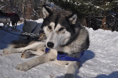 Seven siberian huskies named diesel, mack, sniff the site's consensus reads a mediocre live action children's movie, snow dogs is. Maryland Dog Sledding: Photos of Siberian Husky and husky ...
