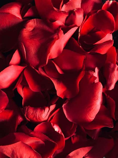 🥇 Image Of Red Rose Petals 【free Photo】 100021064