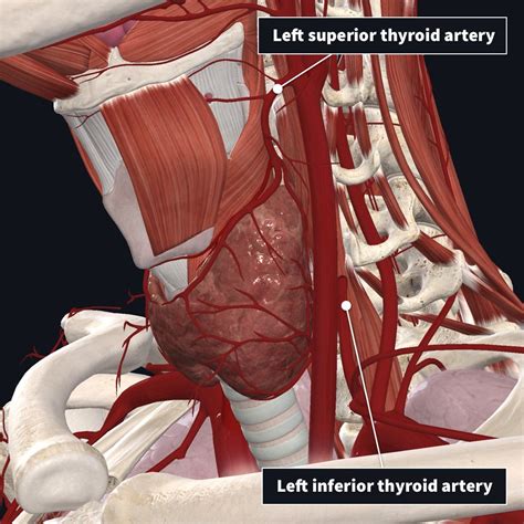 Thyroid Gland Anatomy