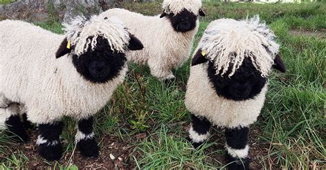 These Valais Blacknose Sheep Look Like Stuffed Animals 22 Words