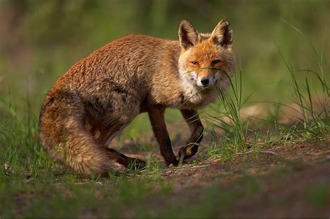 Abes Animals European Fox