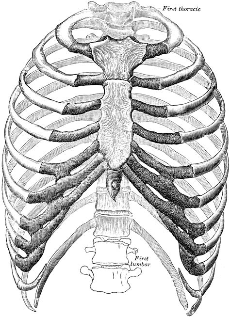Skeletal System Part