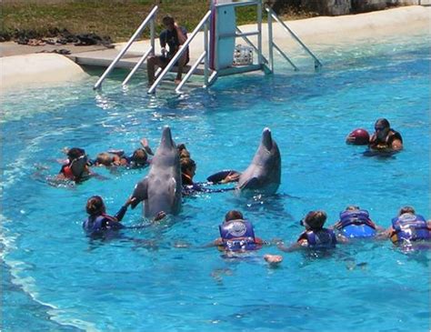 Dolphin Swim Adventure Sea Life Park Dolphin Swim Swim With